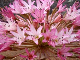 Brunsvigia bosmaniae colour change in the same umbel